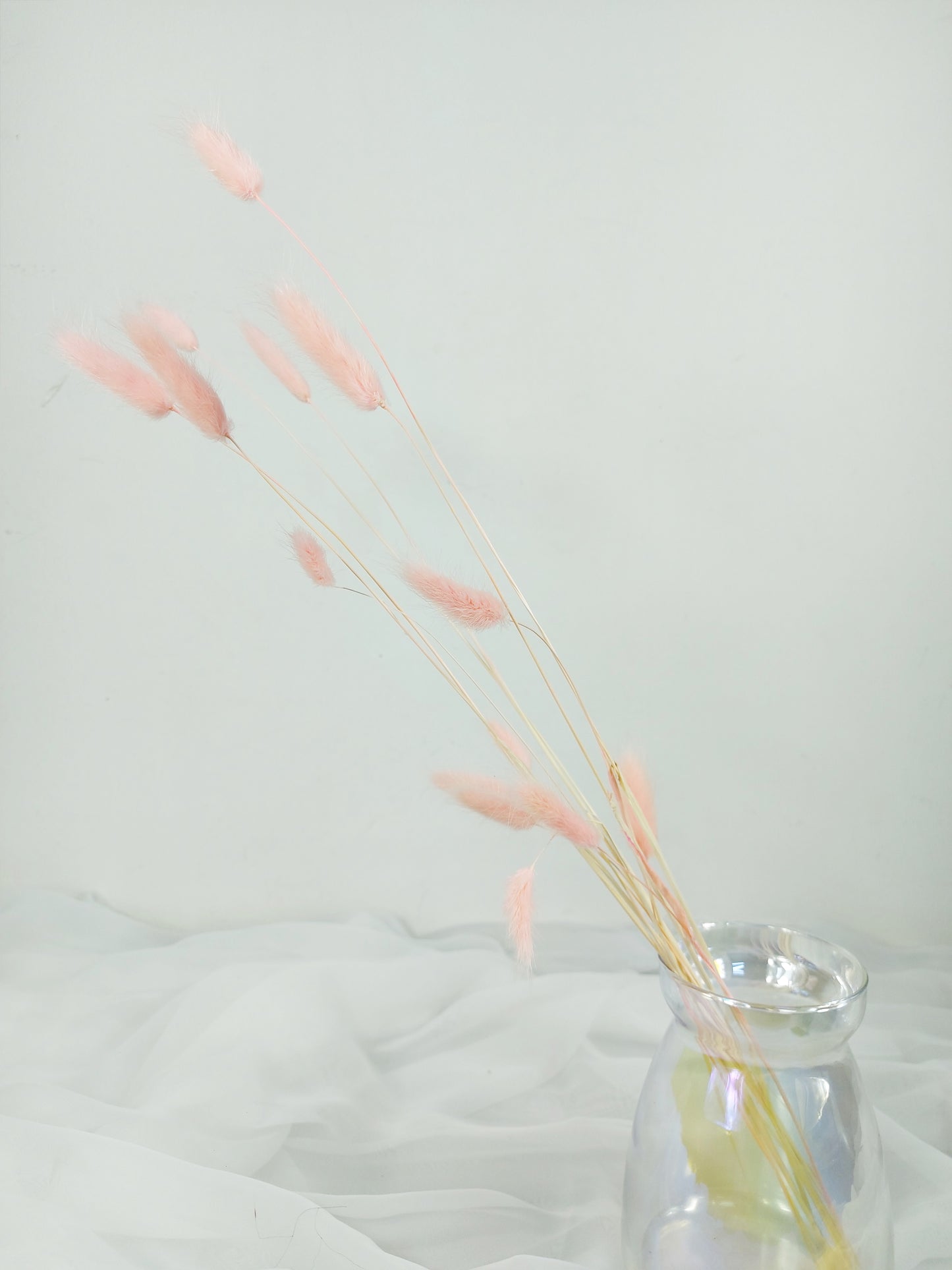 Ekor Arnab - Merah Jambu