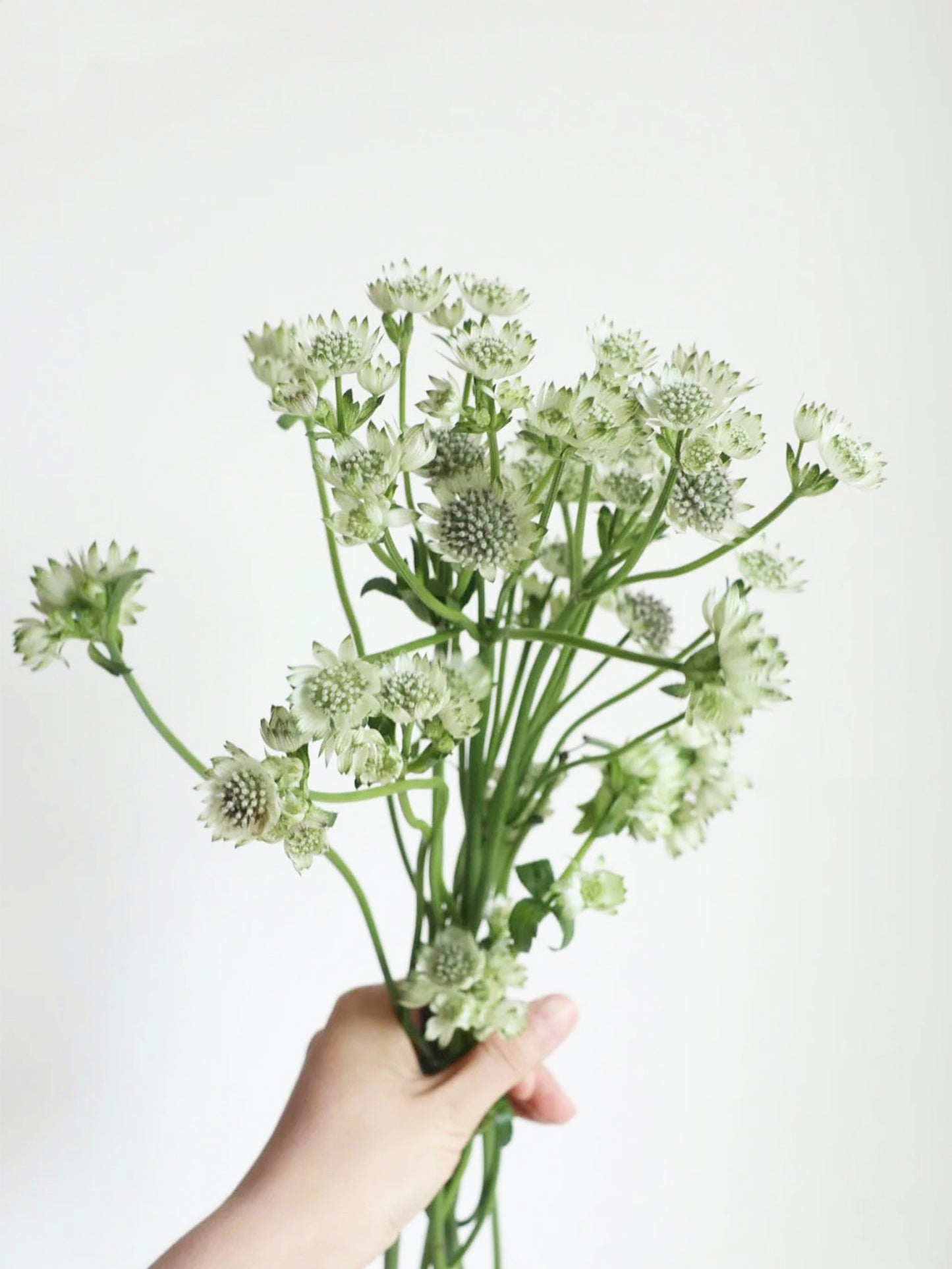 Astrantia
