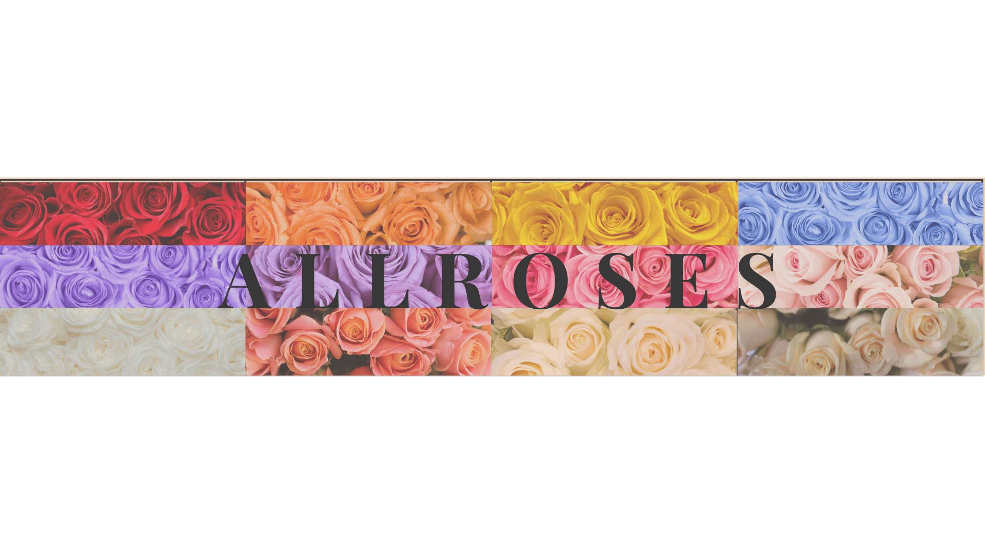 All Roses – K. FLOWER