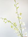 石斛兰 | 白色，花卉市场