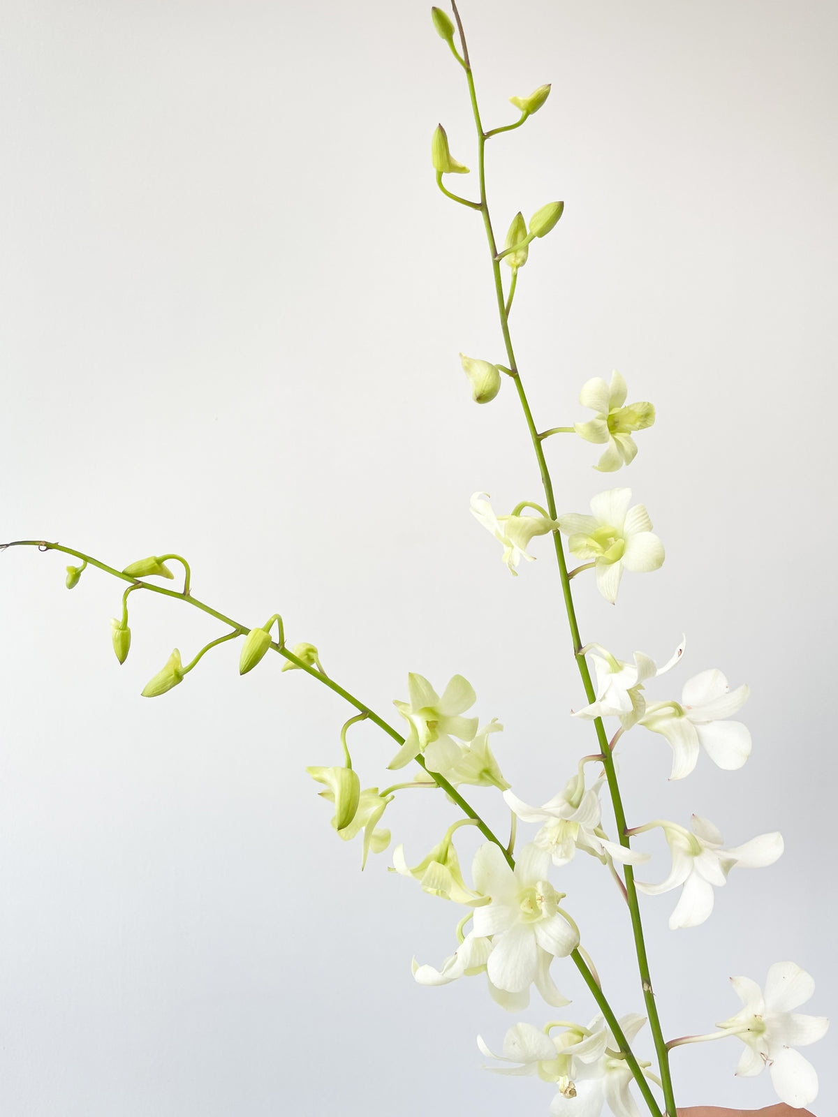 石斛兰 | 白色，花卉市场