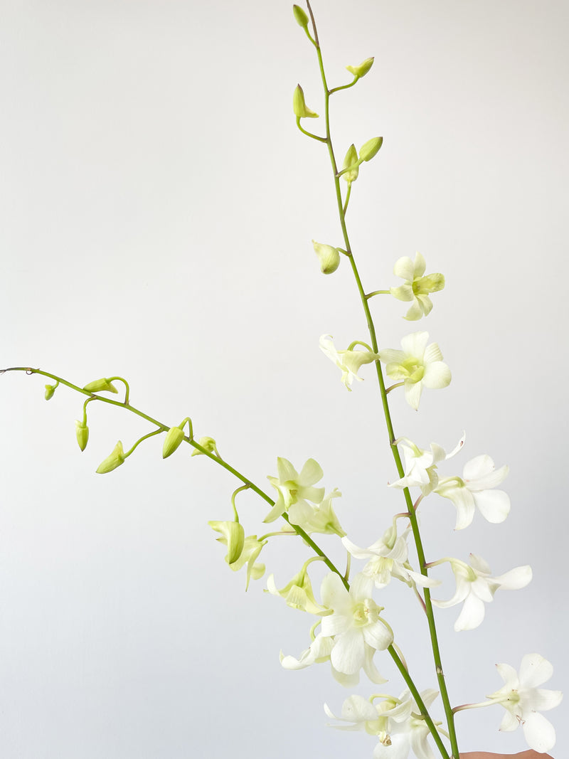 Orkid Dendrobium