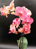 Phalaenopsis Arrangement - K. FLOWER