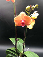 Phalaenopsis Arrangement - K. FLOWER