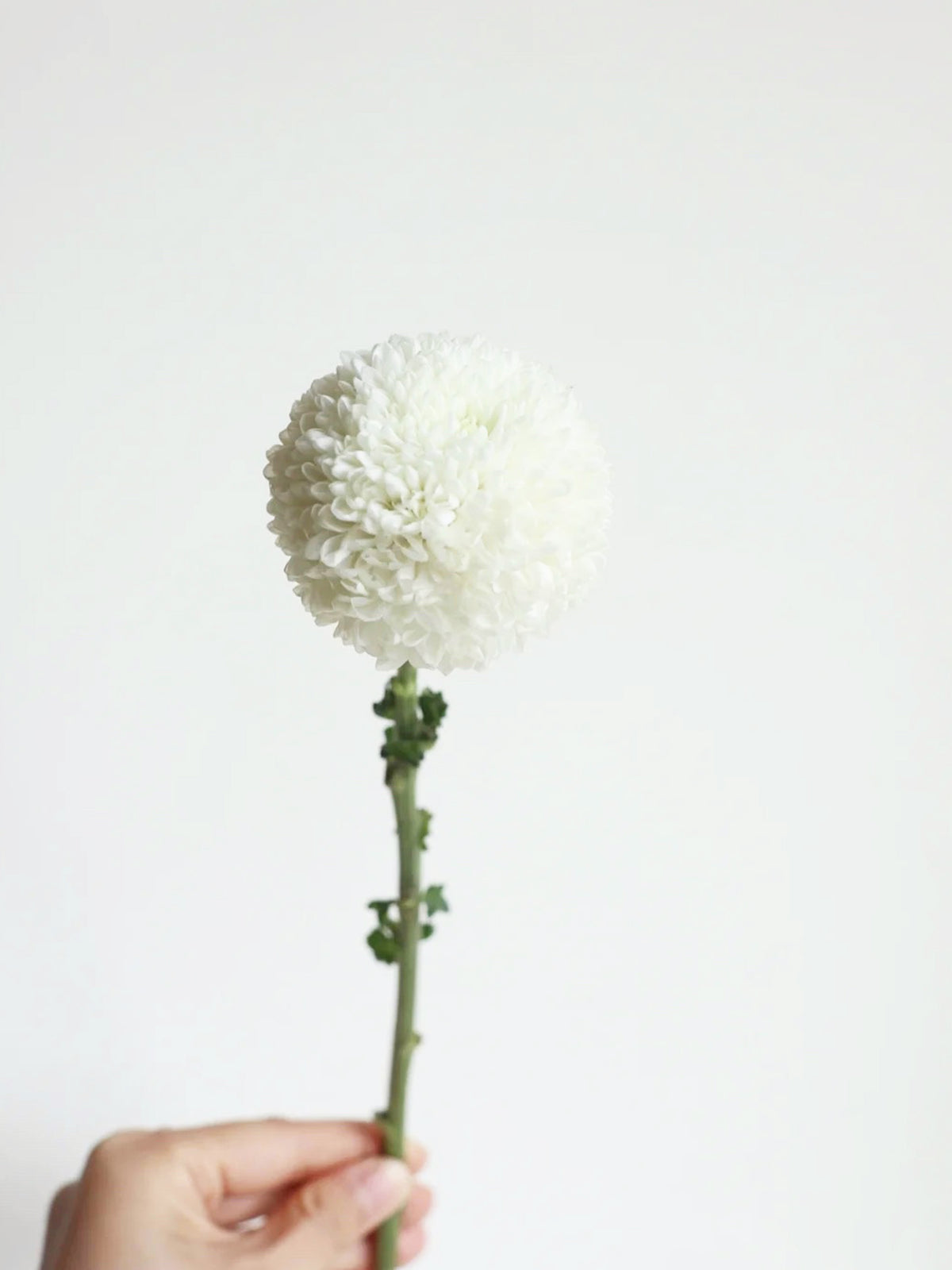 Chrysanthemum Pom | White , Flower Mart